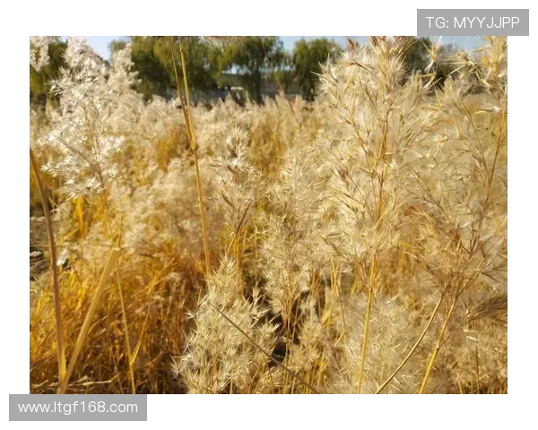 赵丽畅谈DOTA2成长之路与职业生涯的点滴回忆